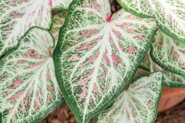 Taman skandinavia dengan tumbuhan berdaun tebal